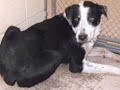 *URGENT* Shelter Dog Hercules *ADOPTED*