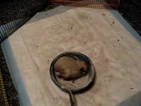 Gizmo the Jerboa discovers the Dust Bath