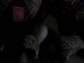 videos de Billy jugueteando
