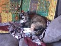 O Titus! - Randy \"Memoirs of a Tortoise Shell Cat\" O Titus! - Randy \"Memoirs of a Tortoise Shell Cat\"