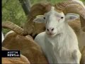 KXAN News Story
