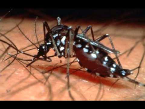 how to control dengue fever