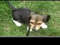 bernie-the-beagle-puppy-upside-down.html
