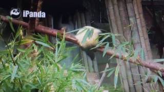 Chengdu Panda Base