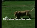 christian the lion