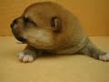 07/1-公母幼犬號-日新犬舍