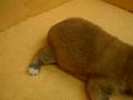 07/1-公母幼犬號-日新犬舍