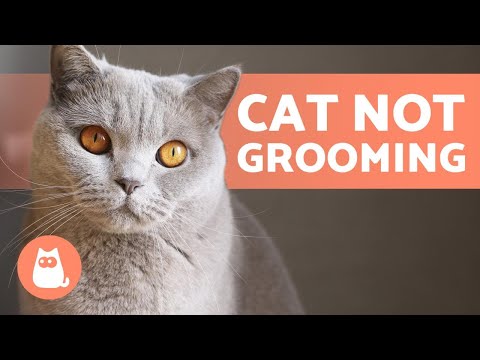 My Cat Is NOT GROOMING Anymore 🐱 (Why and What to do)