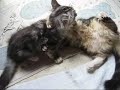 仔猫