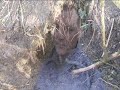 Badger Baiting in Glasgow