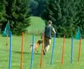 Dog Sport Thomas 2