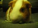 Pig Eating Timothy Hay Pig Eating Timothy Hay