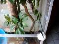 videos de Hades mi boa comiendo