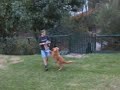 Pick Pocket Dog