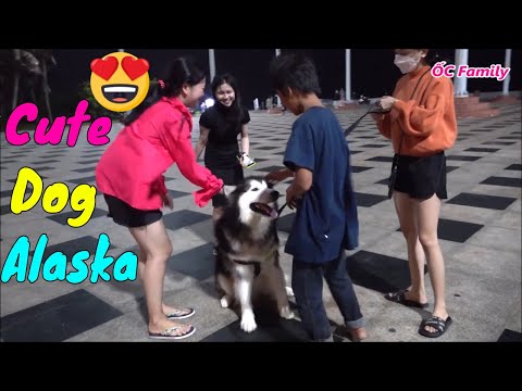 Chú Chó Alaska Cực Cute Dạo Chơi Cùng Cô Chủ