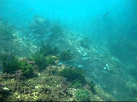 buceo en Cotonera 28-07-10