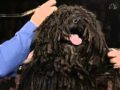 Puli