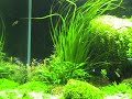 Aquario plantado: Made in Mangualde 