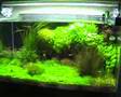 planted aquarium