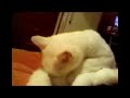 Rosie Cleaning Herself