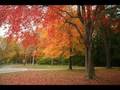 Autumn in Mount Kisco, Westchester County NY
