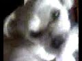 My dog Gracie.