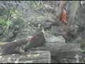 Sea Shepherd - Operation Mangrove - Saving the Galapagos