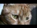 CANON HV 20 QUALITY IMAGE