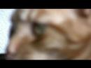 CANON HV 20 QUALITY IMAGE