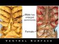 Crayfish Dissection