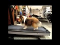 Lassie gets a workout on the treadmill