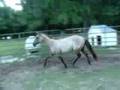 Roy 2008-08-19