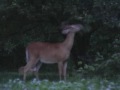 Backyard Deer