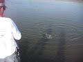 Redfish2