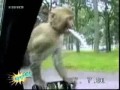 Very Funny Video Clips