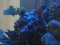 Neemo in FrogSpawn 2 Neemo in FrogSpawn 2
