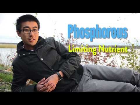 how to cure eutrophication