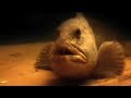 The Fish The Fish