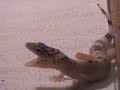 Luipaardgekko (Eublepharis Macularius) jonkie