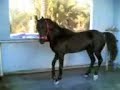 هذا الخيل اللي يرش الكبد تفراج فيها this kind of horses can dance even if you are riding on it!!! so they have the ability to walk in dancing way!!