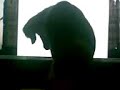Lyna volgt muis Lyna volgt muis