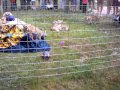 Tiger Cubs Playing Together