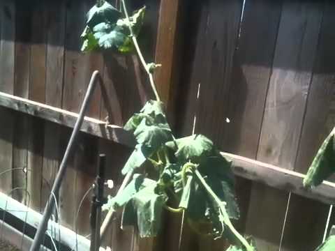 how to grow rouge vif d'etampes