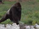 Gorilla vs. Gorilla Gorilla vs. Gorilla