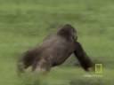 Gorilla vs. Gorilla