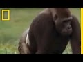 Gorilla vs. Gorilla