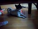 Talking Doggie