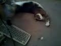 Catnip!  pt5
