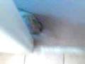 videos de Skipper and Gilligan!