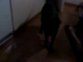 perros inteligentes5 (de lourdes serron)